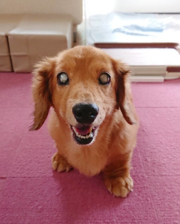 Mダックスフントのマリィ君☆