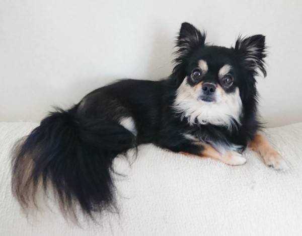 お庭遊び好きなココ君☆