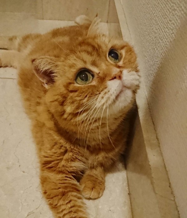 ブラッシング強化のカキちゃん・サビちゃん☆