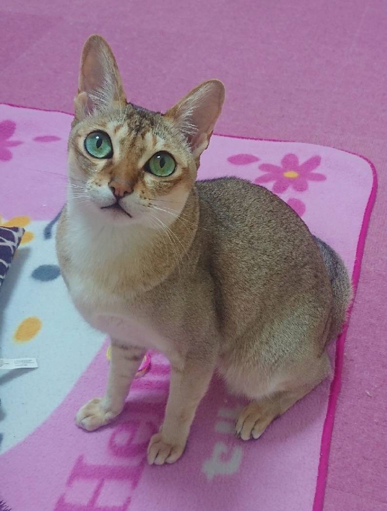 シンガプーラのミント君☆