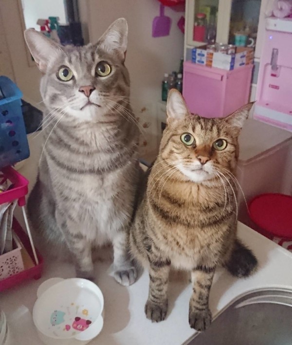 五香の4にゃんず☆