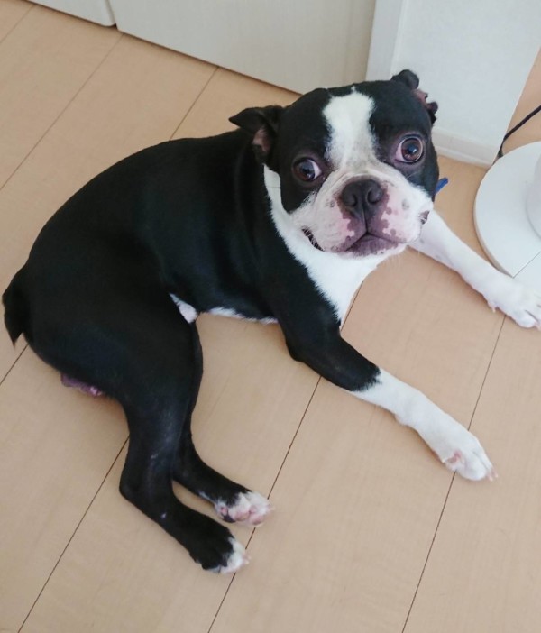 ボストンテリアふぅ太君☆