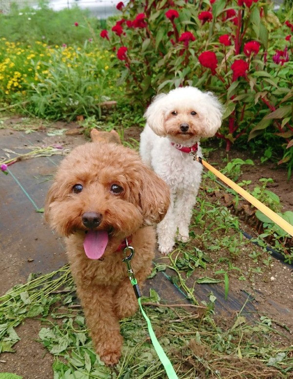 躾ココちゃん・追われるルルちゃん☆