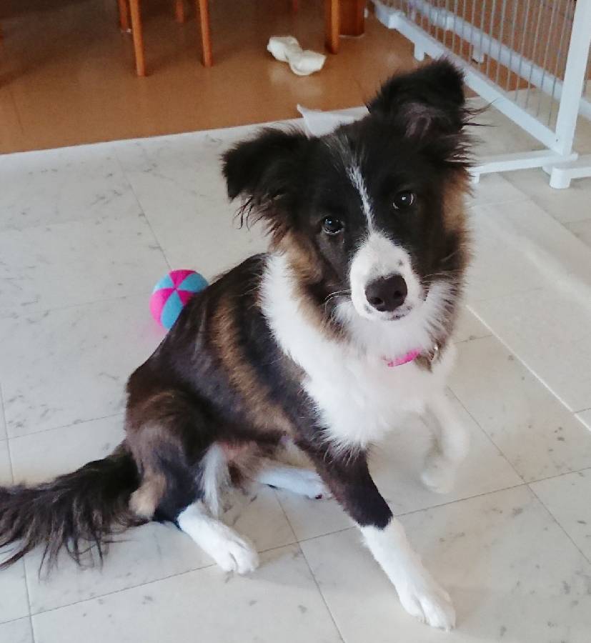 ボーダーコリーのサニーちゃん☆