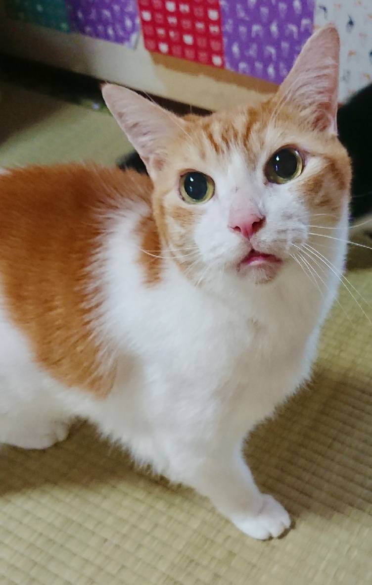 リピートの6にゃんず☆