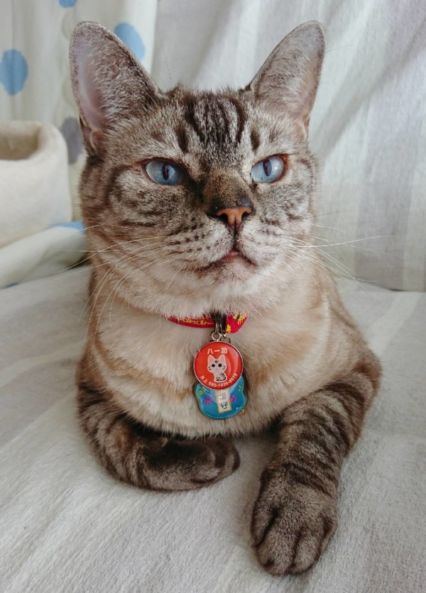 4ヶ月ぶりの4にゃんず☆