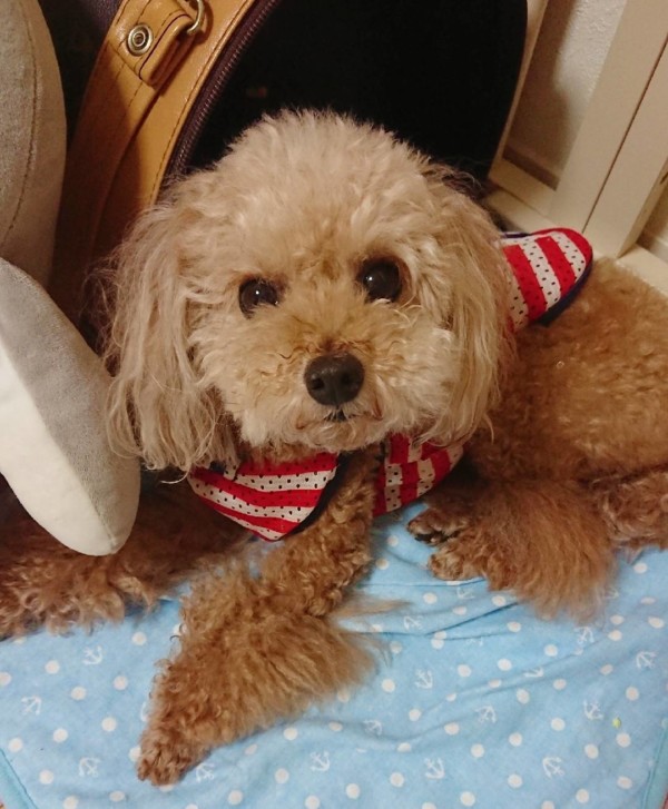 トイプードルのエルモ君☆