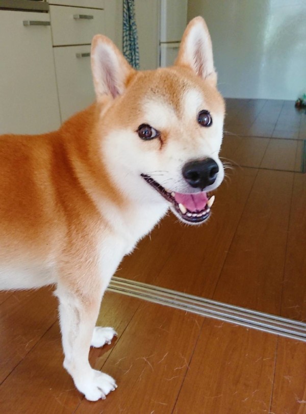 お散歩大好き小太郎君☆