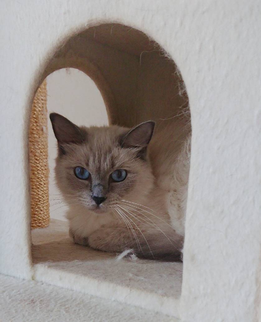 シャーリーちゃん☆