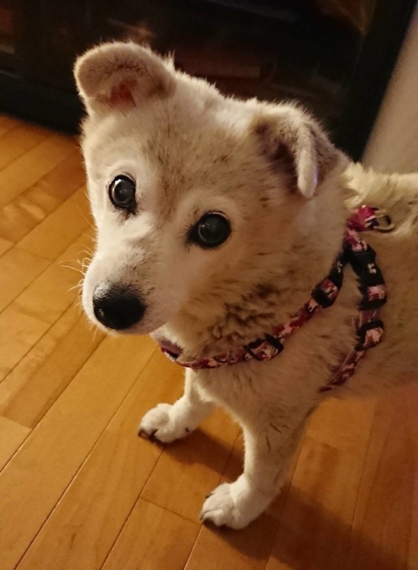 くぅちゃんと秋探し☆