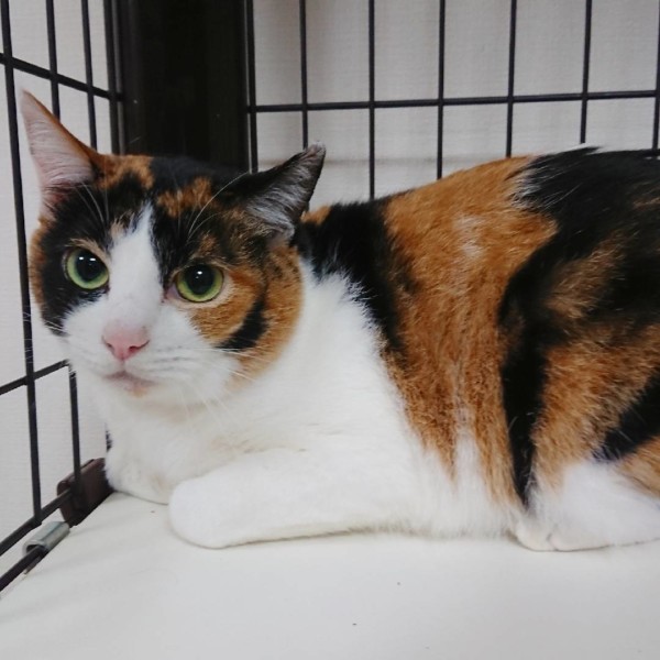 三毛猫かのこちゃん☆