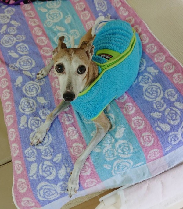 リピートのナッツ君☆