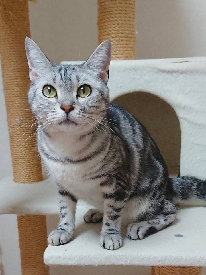 アメショのエメちゃん☆