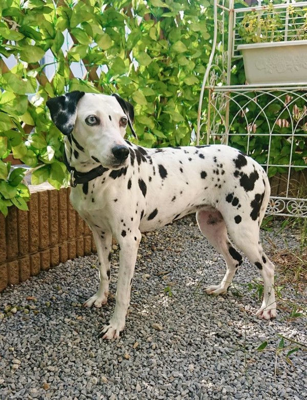 ダルメシアンのアンジーちゃん☆