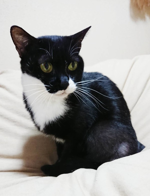 黒白猫のたまこちゃん☆