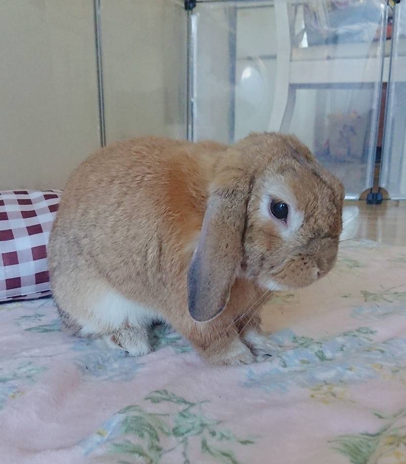 きなこ君・ちーちーちゃん☆