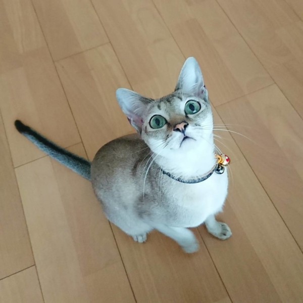 シンガプーラ富実子ちゃん☆