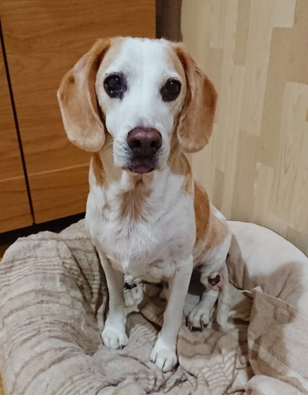 ビーグルじゃむ君☆