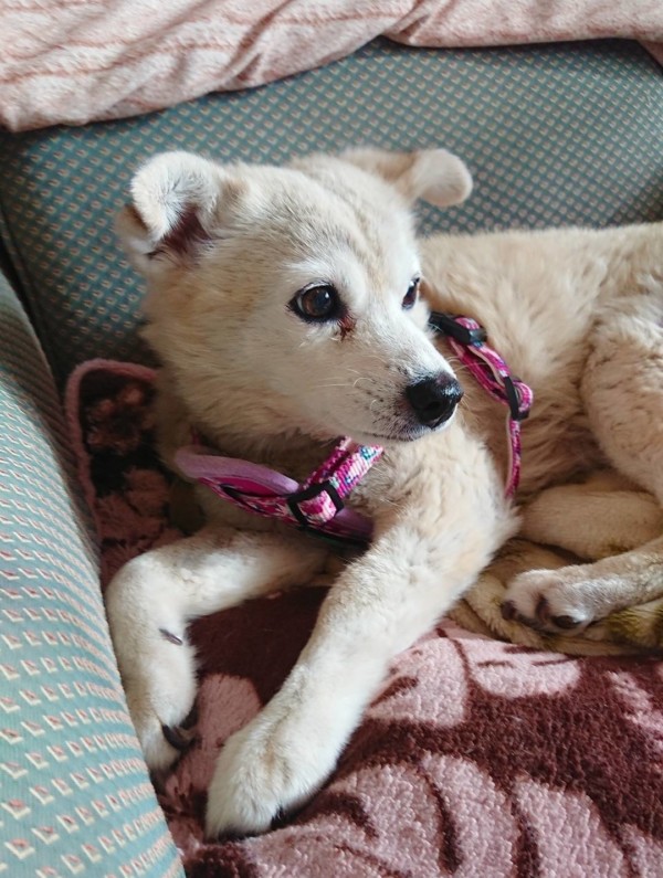 走れるくぅちゃん☆