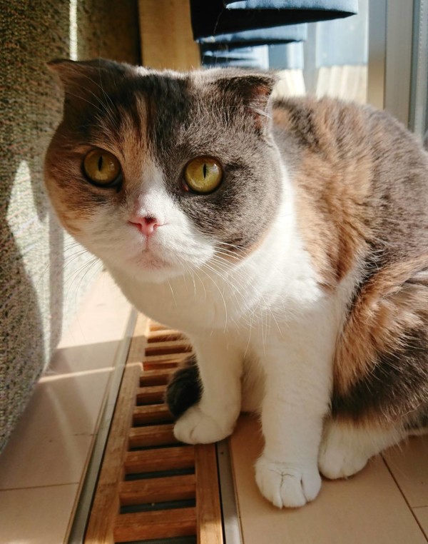 スコティッシュみかんちゃん☆