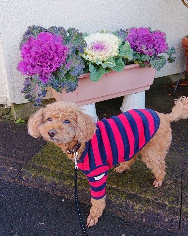 ロングロングステイなニコちゃん☆（前半）