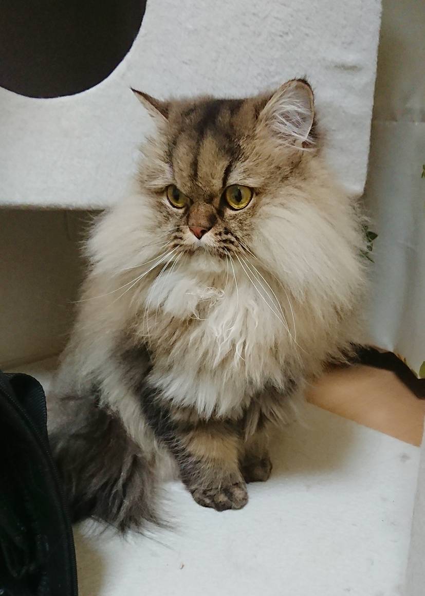 元旦ぐぅちゃん☆