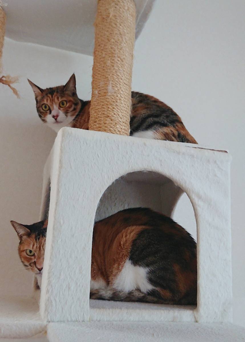 三毛猫親子のセサミちゃん・くーちゃん☆