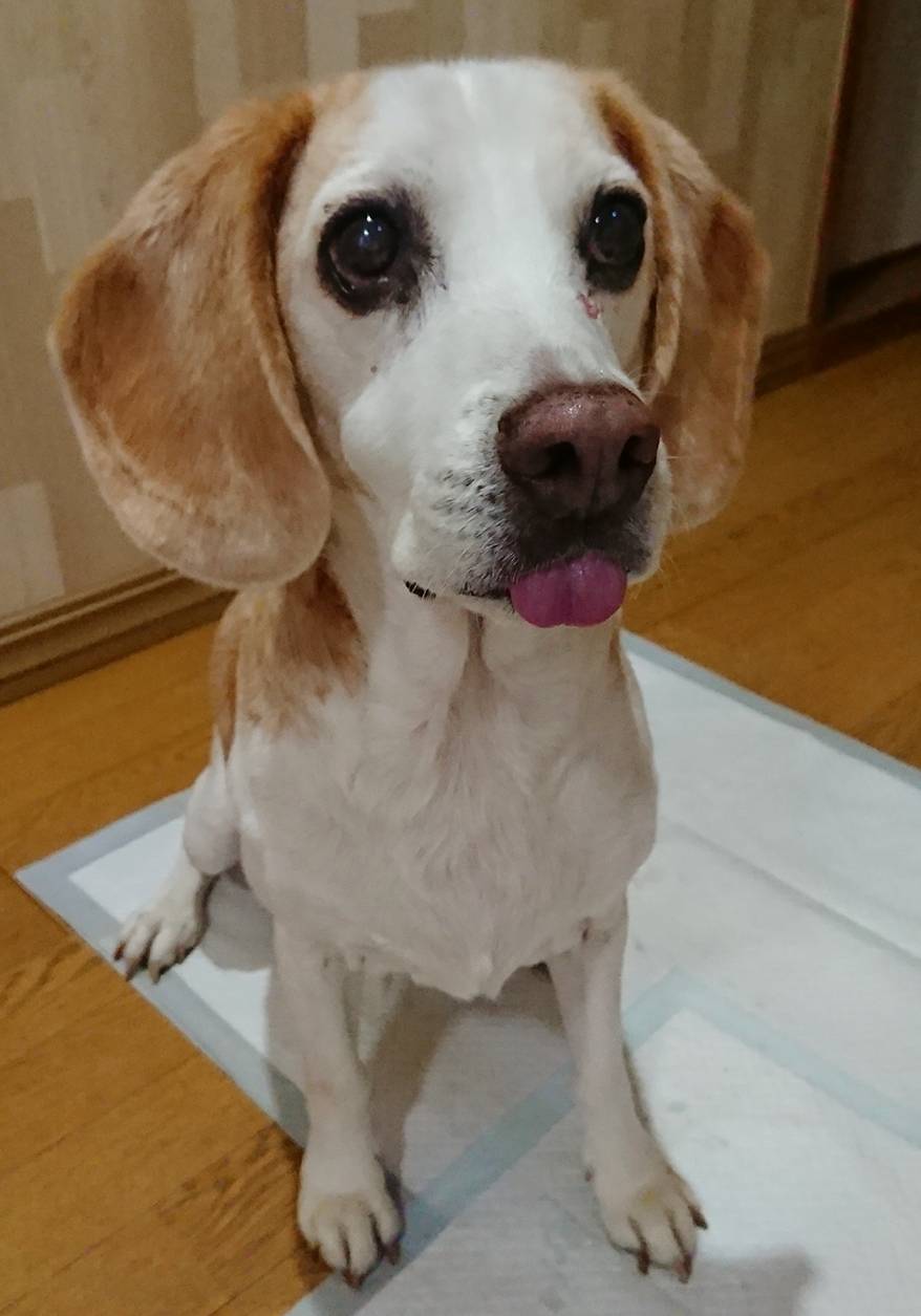 リピートのジャム君☆