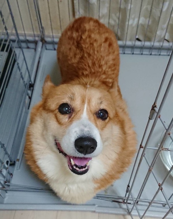 リピートのルルちゃん☆