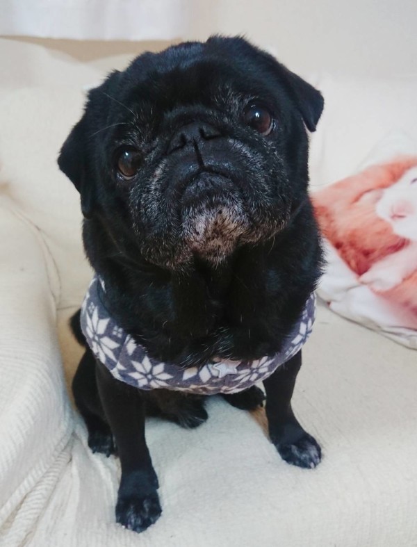 パグのチャド君☆