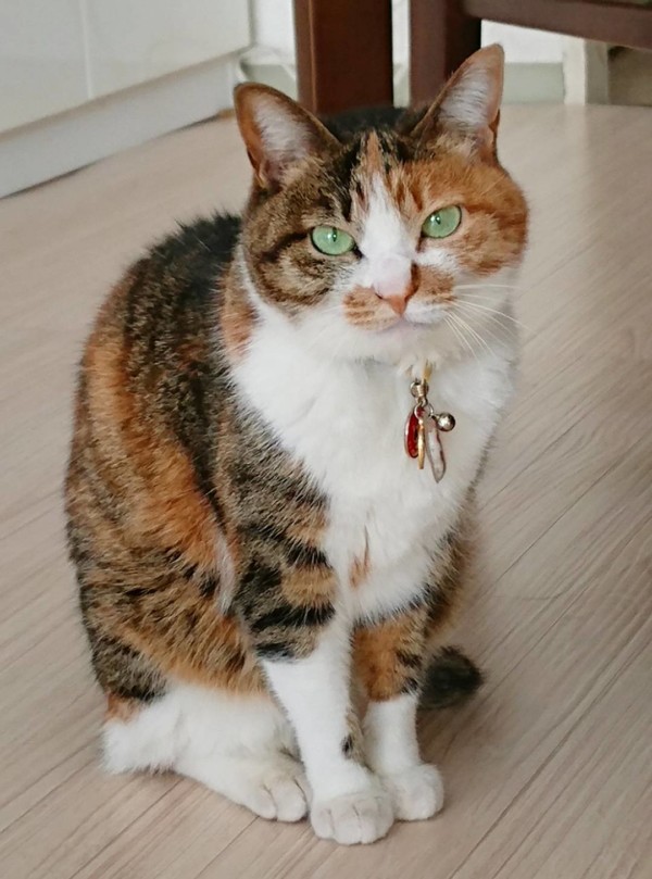 今年初の初石4にゃんず☆