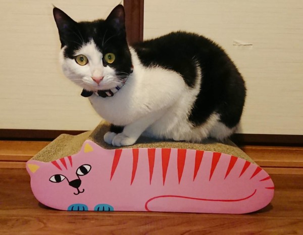 若者3にゃんず☆