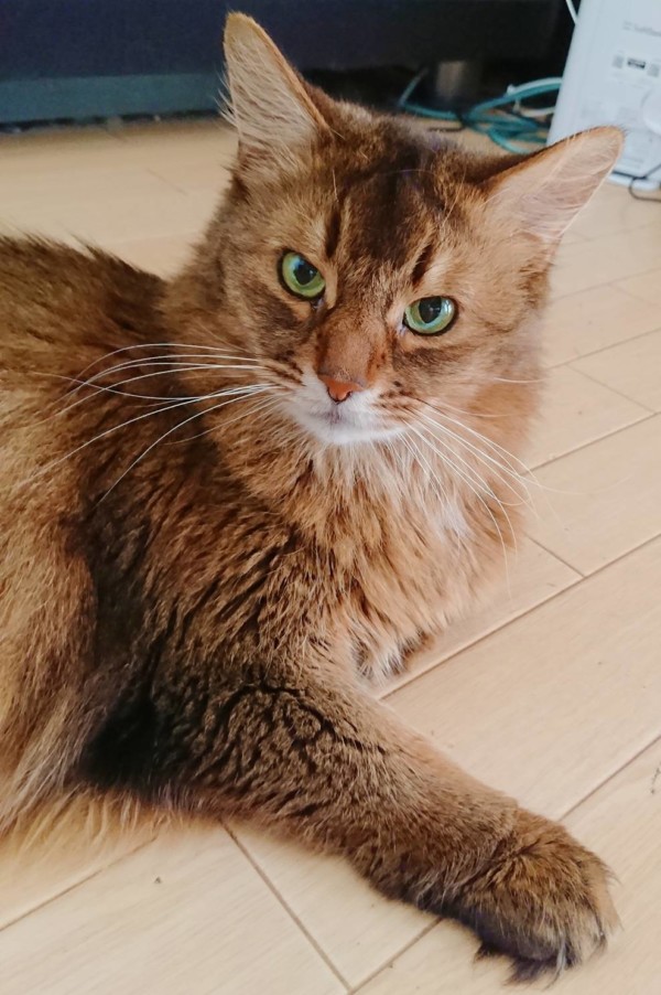 ソマリの親子☆