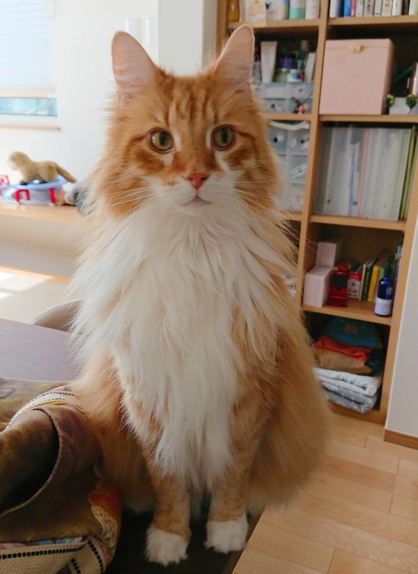 ノルウェージャンの男の子達☆