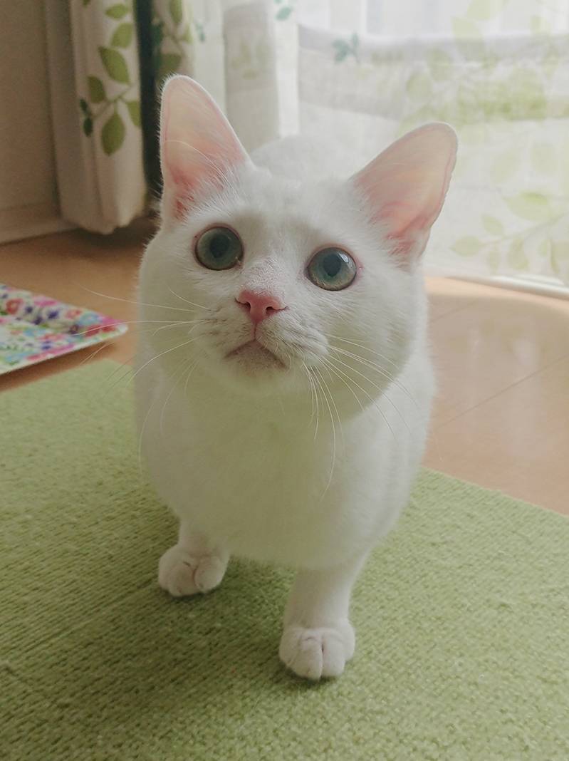 白猫バニラ君☆