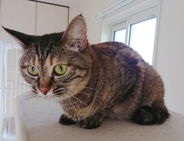 クッキーちゃんココアちゃん+☆