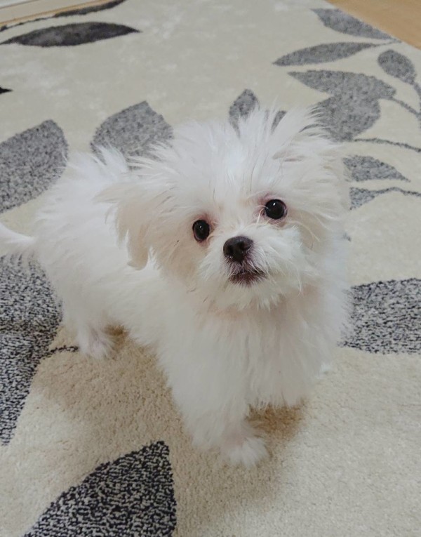 MIXさくらちゃん☆