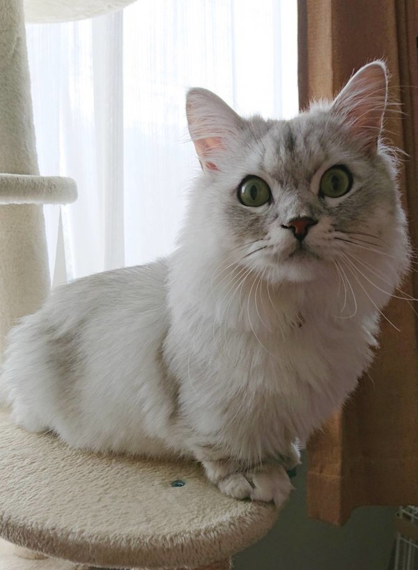 リピートぎん君☆