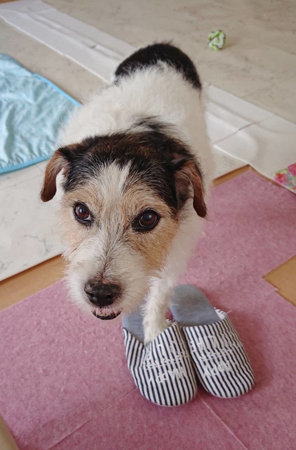 夜は元気の小次郎君☆