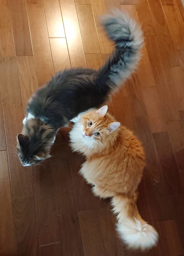 リピートのノル君ズ☆