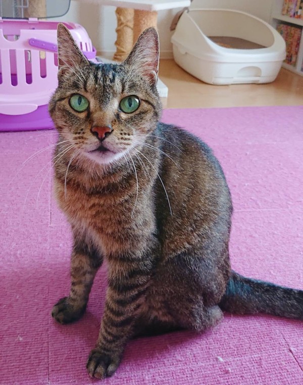 キジトラのダニエル君☆