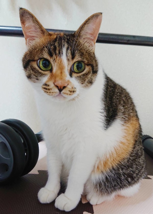 リピートたまちゃん☆