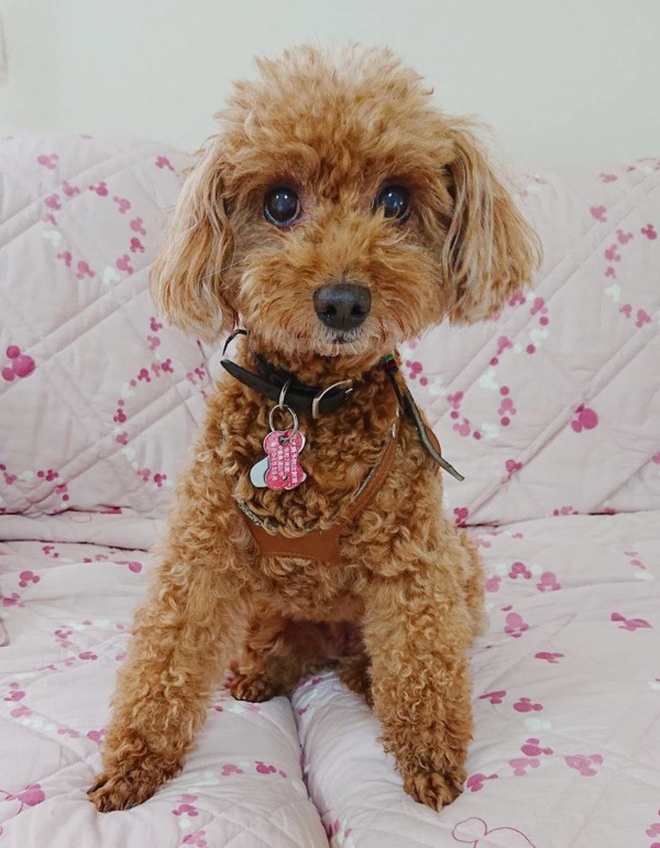 年末年始以来のニコちゃん☆