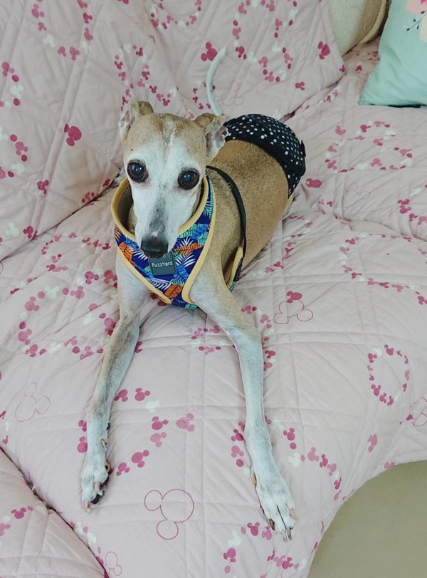 トイプーまみれナッツ君☆