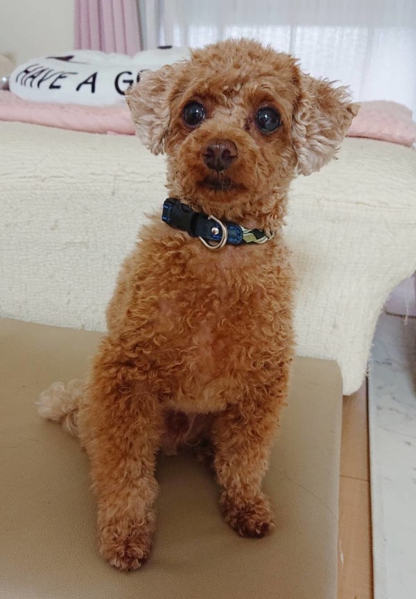 ラグドールまみれバーニー君☆