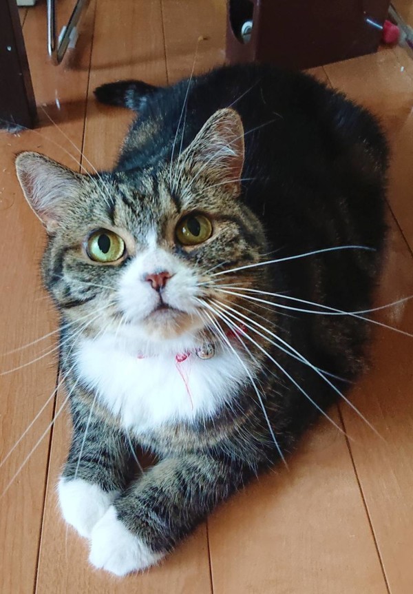 ノルウェージャンのミールちゃん☆