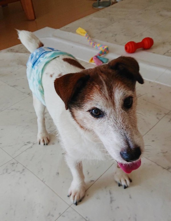 シャンプーしたログ君☆