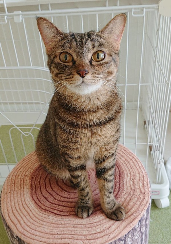 てんかん持ちのエマちゃん☆