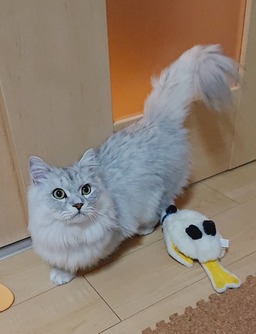 完璧に慣れたぎん君☆