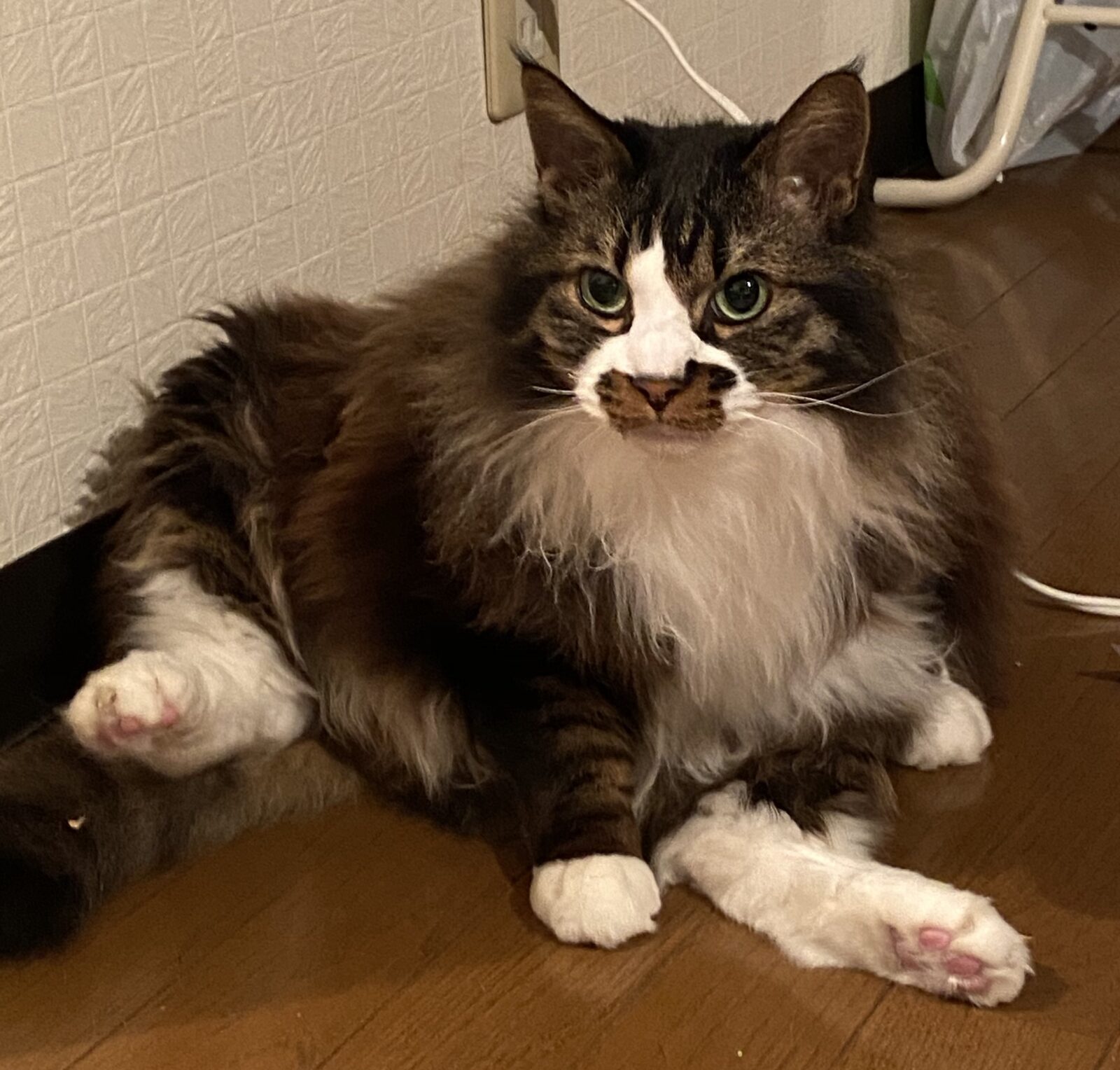 新宿区 モフモフにゃんこくん お世話報告